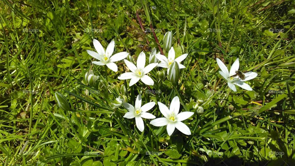 Spring Flowers