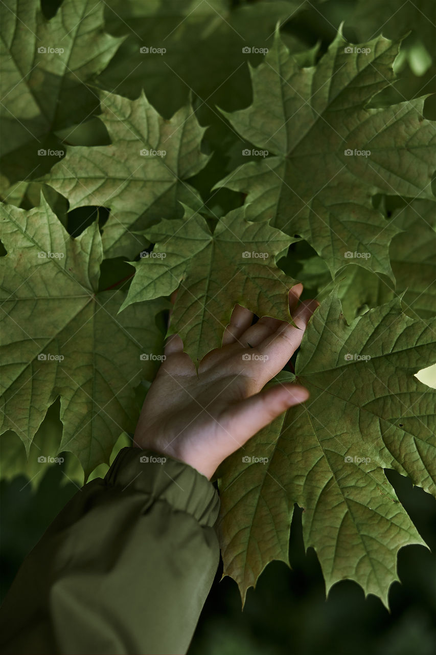 Child's hand touching leaves during walk in forest