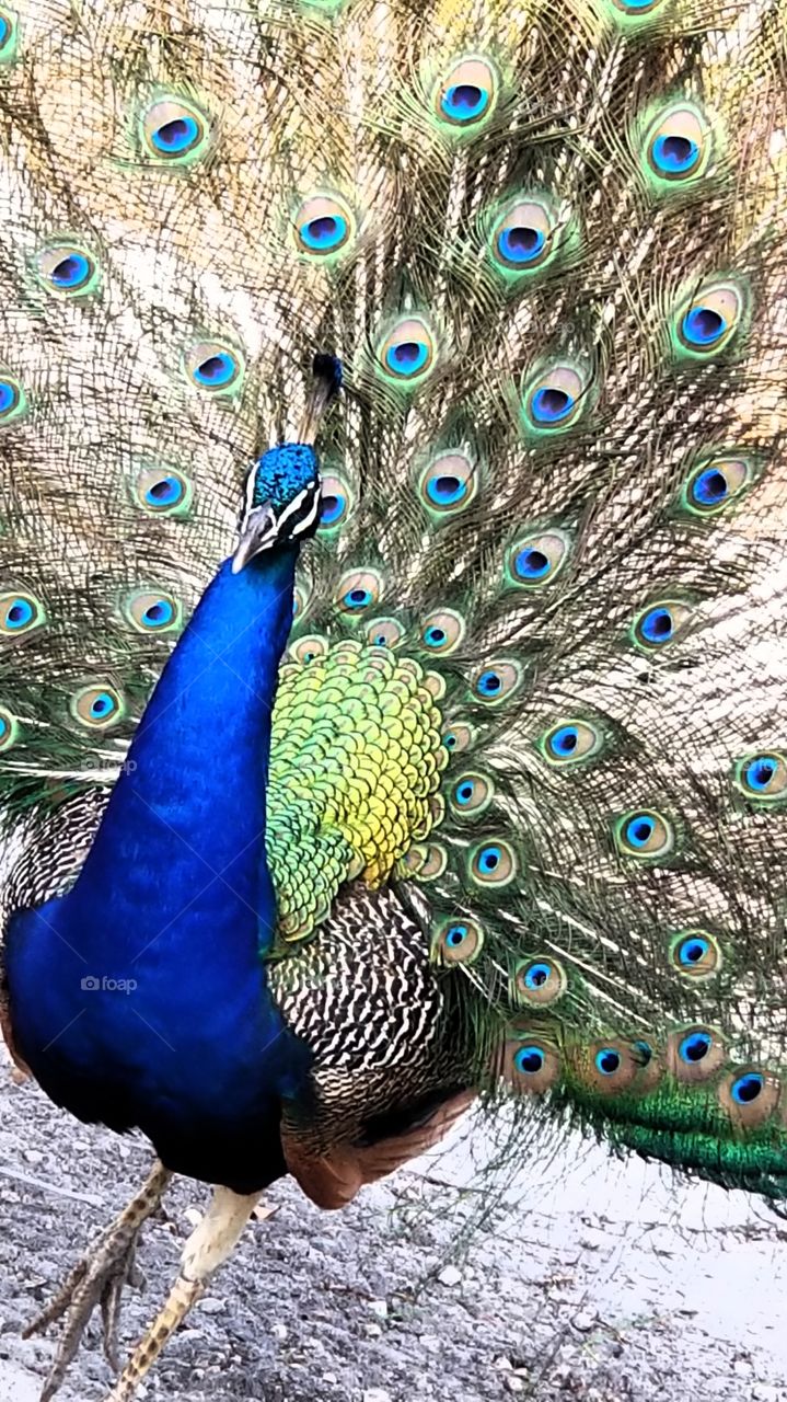 peacock showing his fan