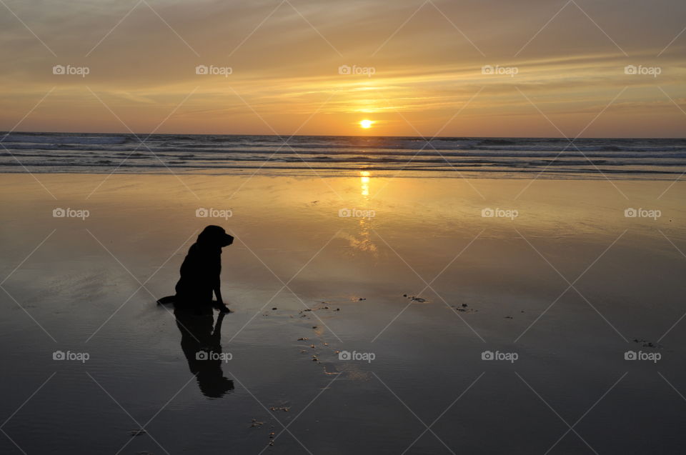 Lab by sea sunset