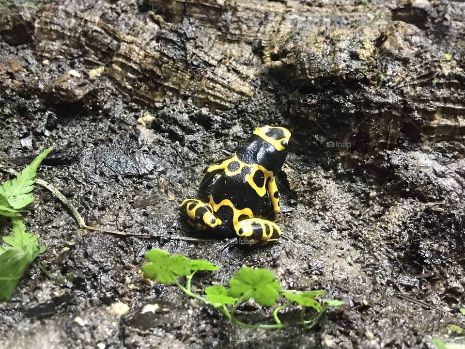 Yellow black poison dart frog 