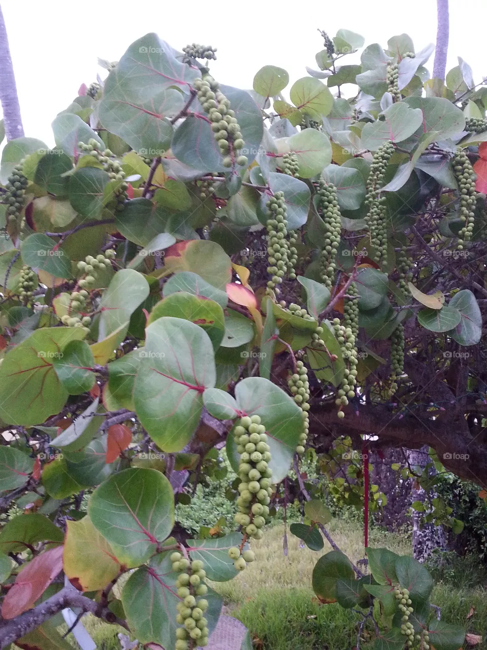 Flora, Leaf, Nature, Tree, Fruit