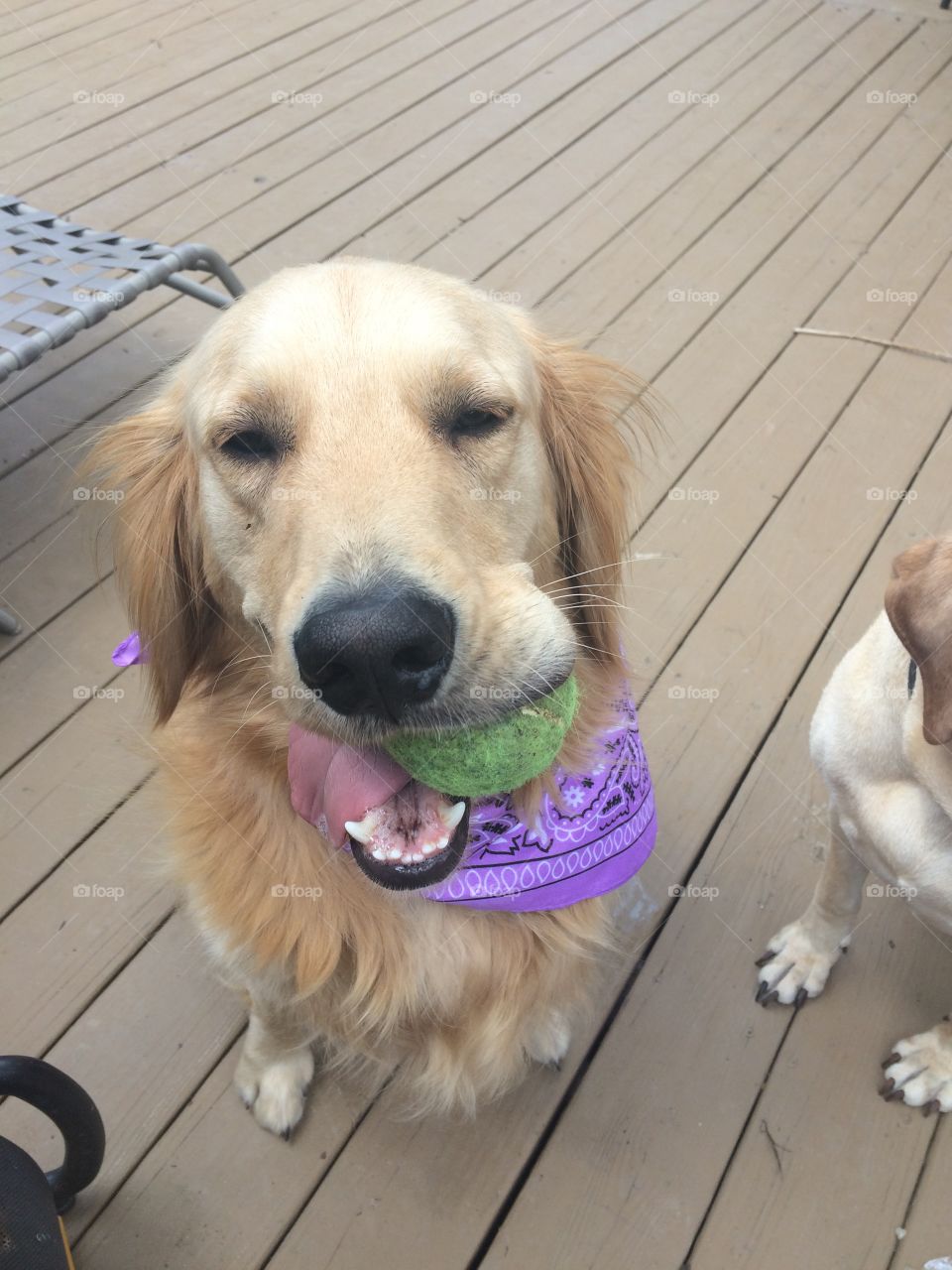 He loves playing fetch