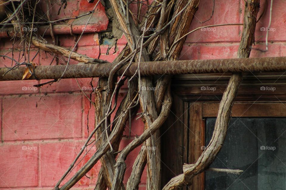 intertwined vine trunks intertwined along the pink wall of the building