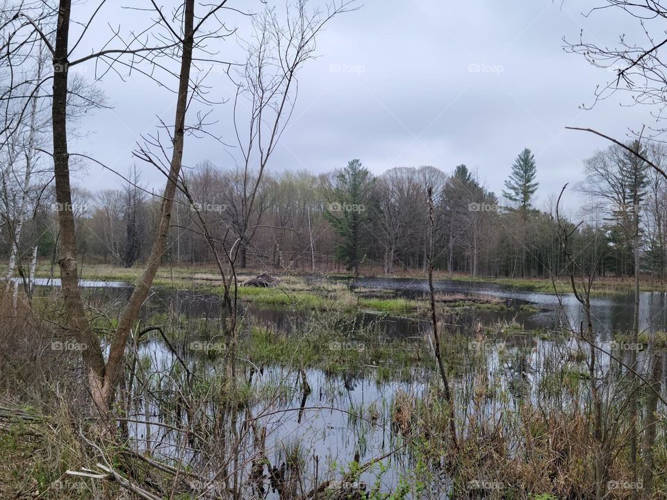 Beaver Huts Trailside