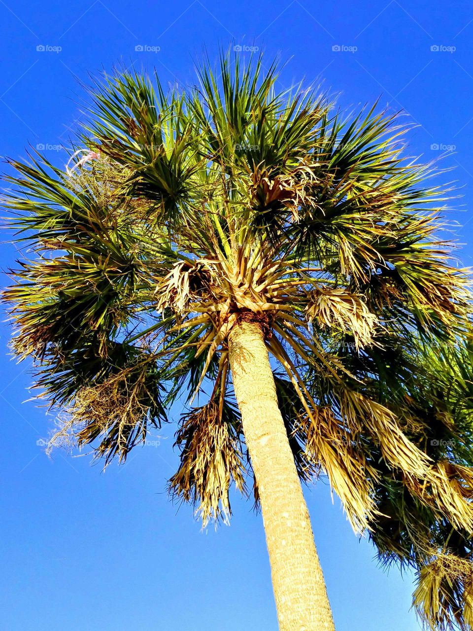 Primo Palm Tree