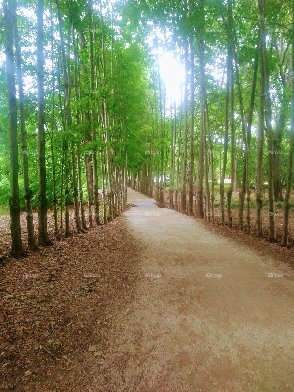 Path to nature