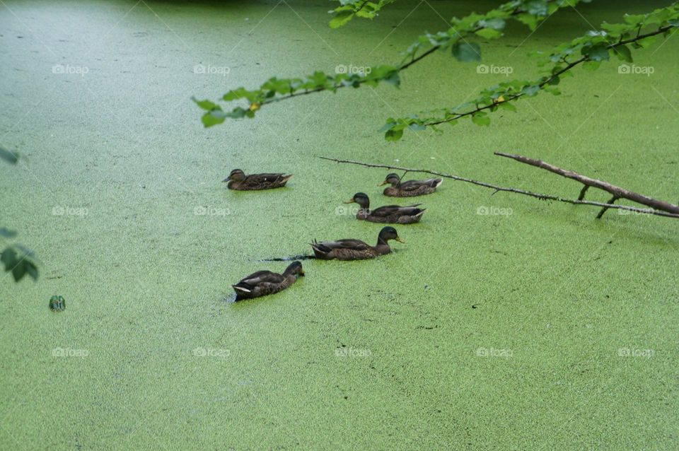 Ducks swimming in a green pond