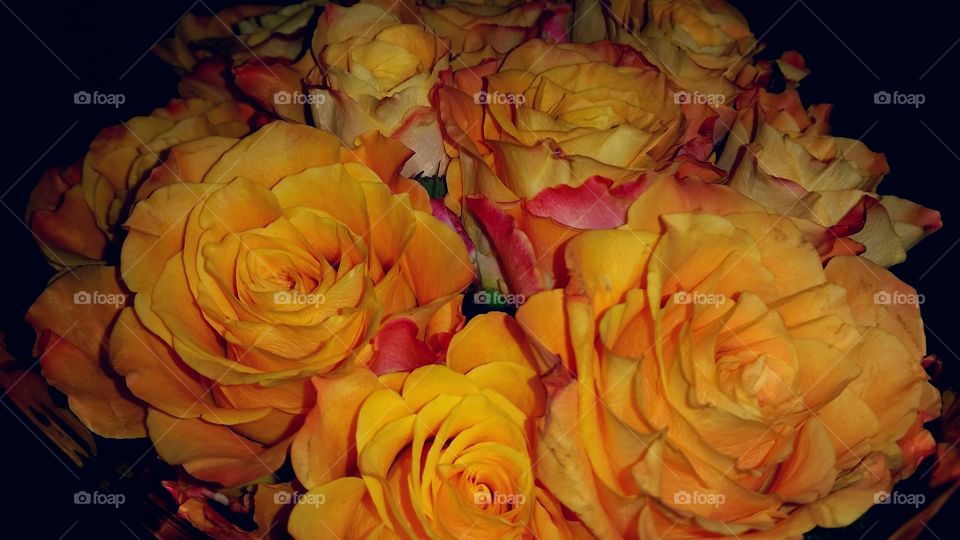 Yellow roses