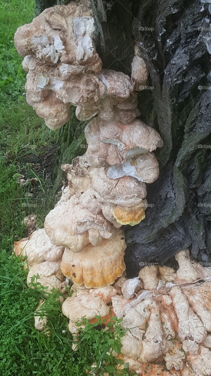 Fungus on a tree.