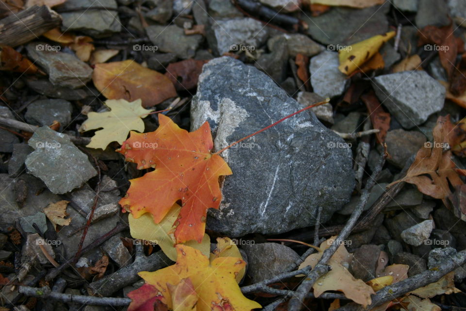 Fall leaf on stone. Fall leaves on stone in the Rocky Mountains of Utah