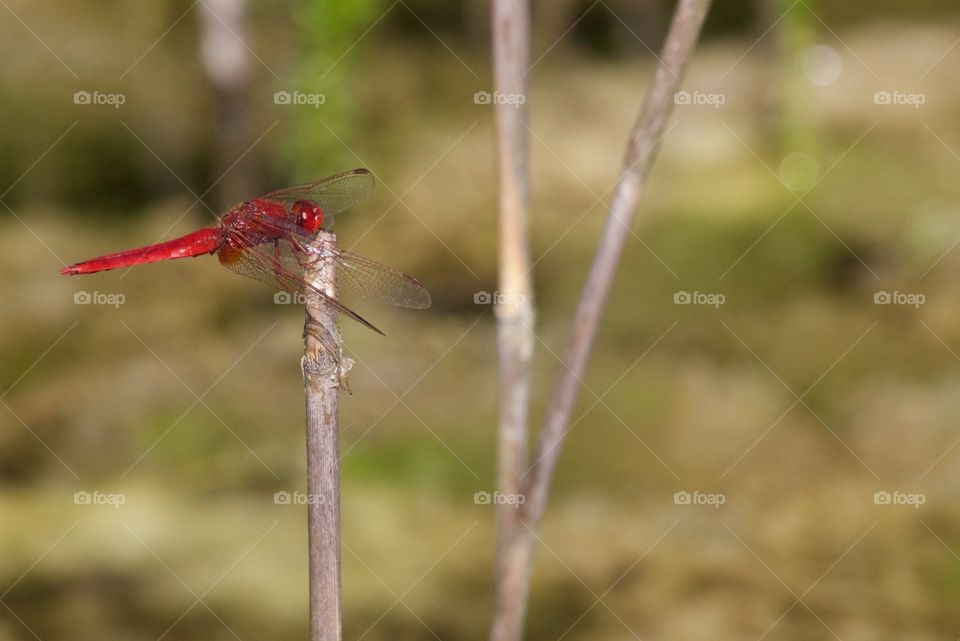 Red Dragonfly on branch