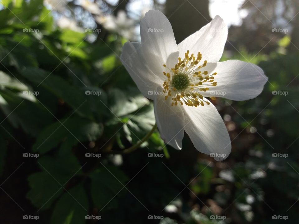 Rue Anemone close-up backlit