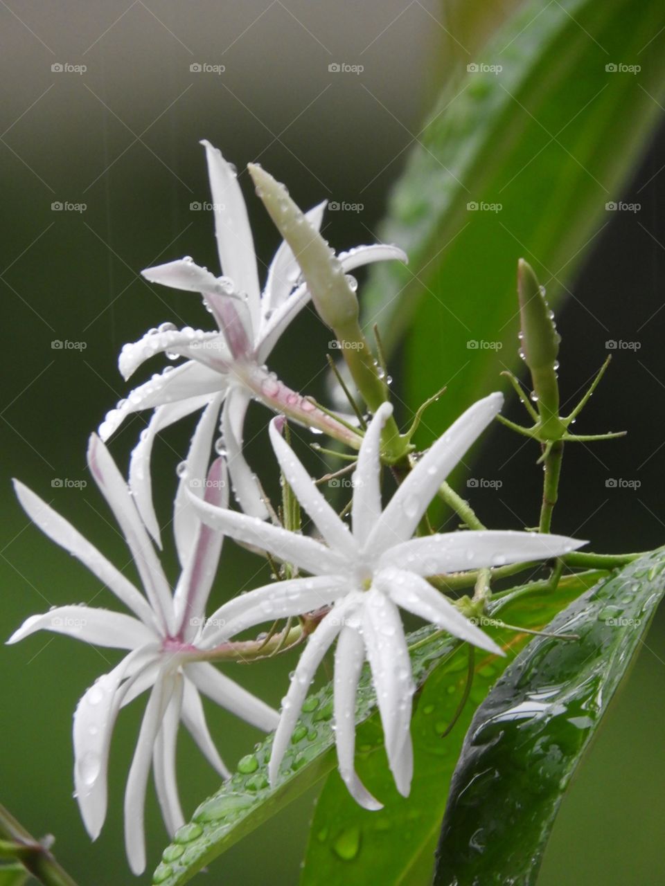 Normally people ignore these small beautiful flowers.