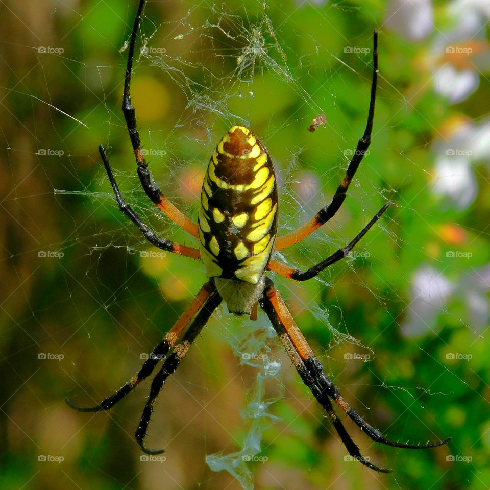 Black and Yellow Argiope Spider! I spotted this big fellow near a pond on the military reservation! Argiope spiders have a silver caraspace and yellow-and-black markings! They have poor vision (good for me ๐),and are sensitive to vibration and air currents!