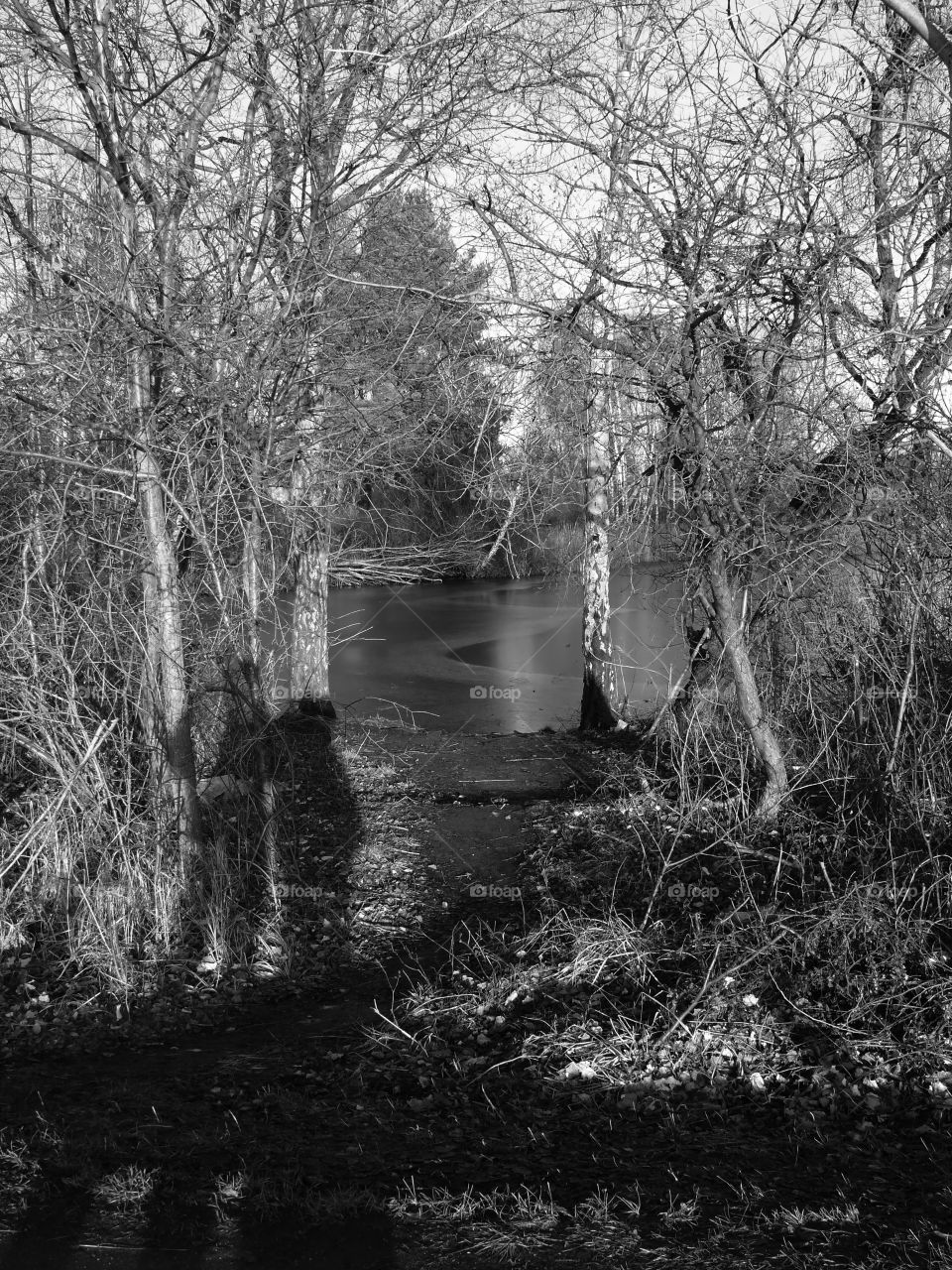 Black and white shot of trees at frozen lake in Zehdenick, Germany.