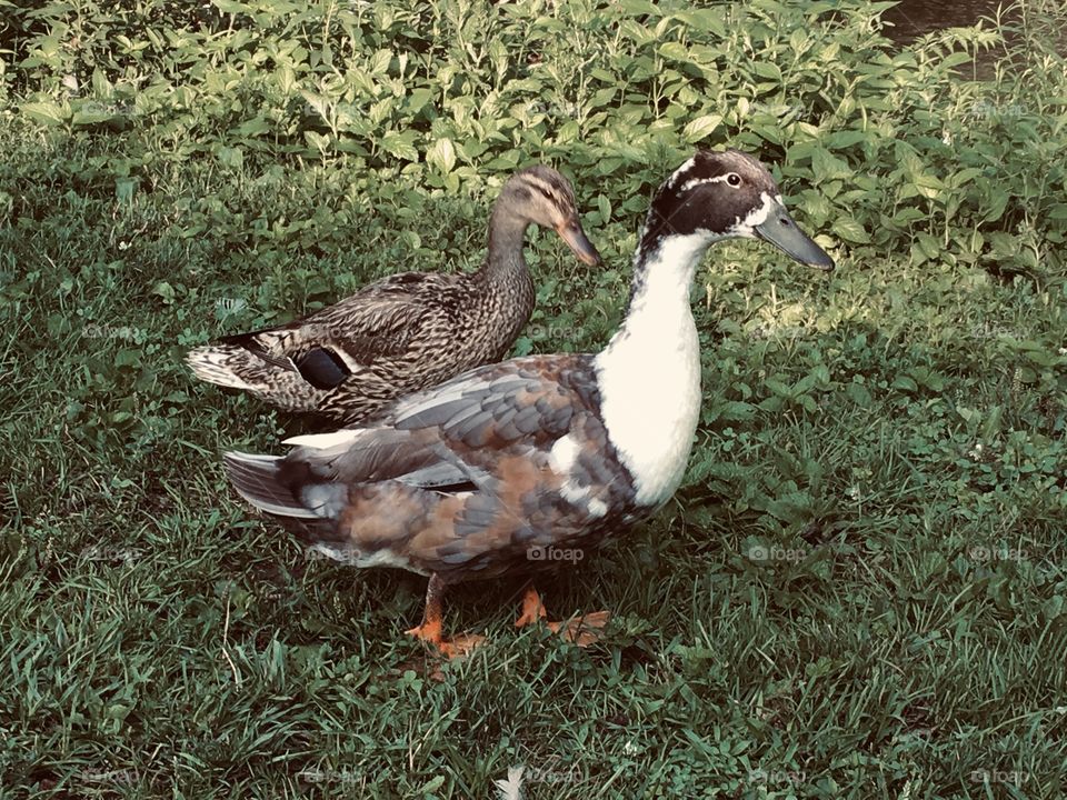 Trips to the local creek are a lot more fun with the ducks around. All of them are cute, but we do have our favorites. 