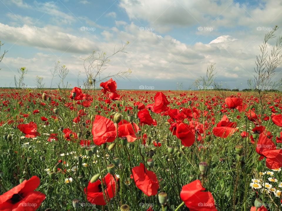 Field with red poppies