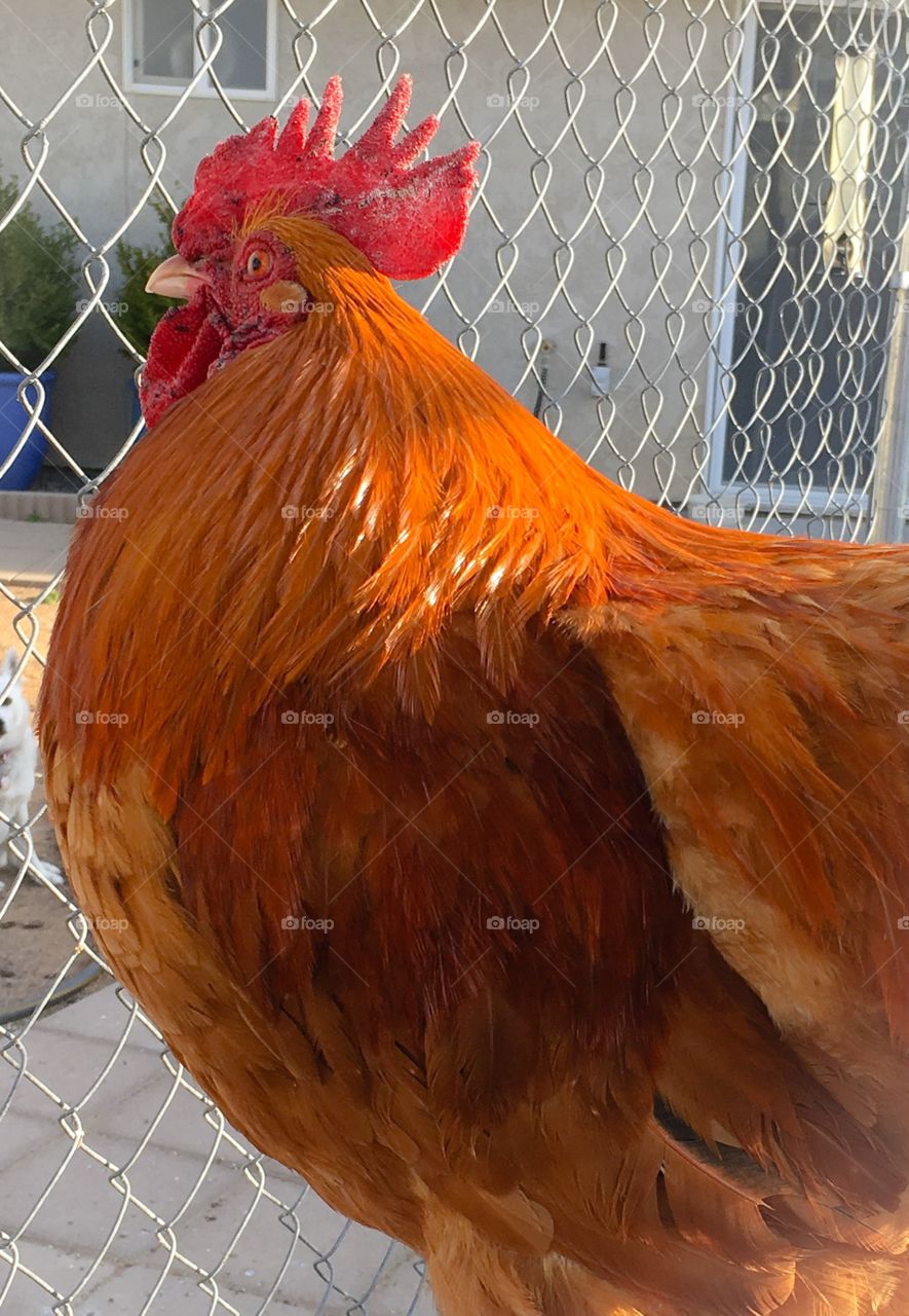 Red rooster closeup outdoors side view