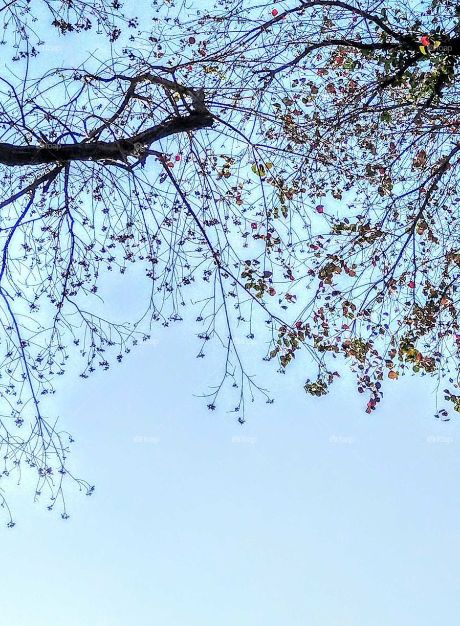 Day and night: the beautiful tallow tree's branches, leaves and seeds under a sunny sky in spring.