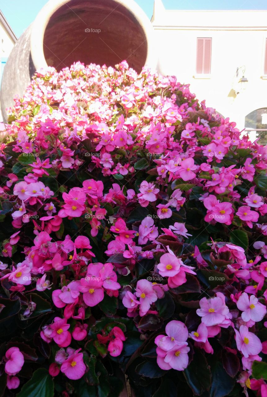 waterfall flowers