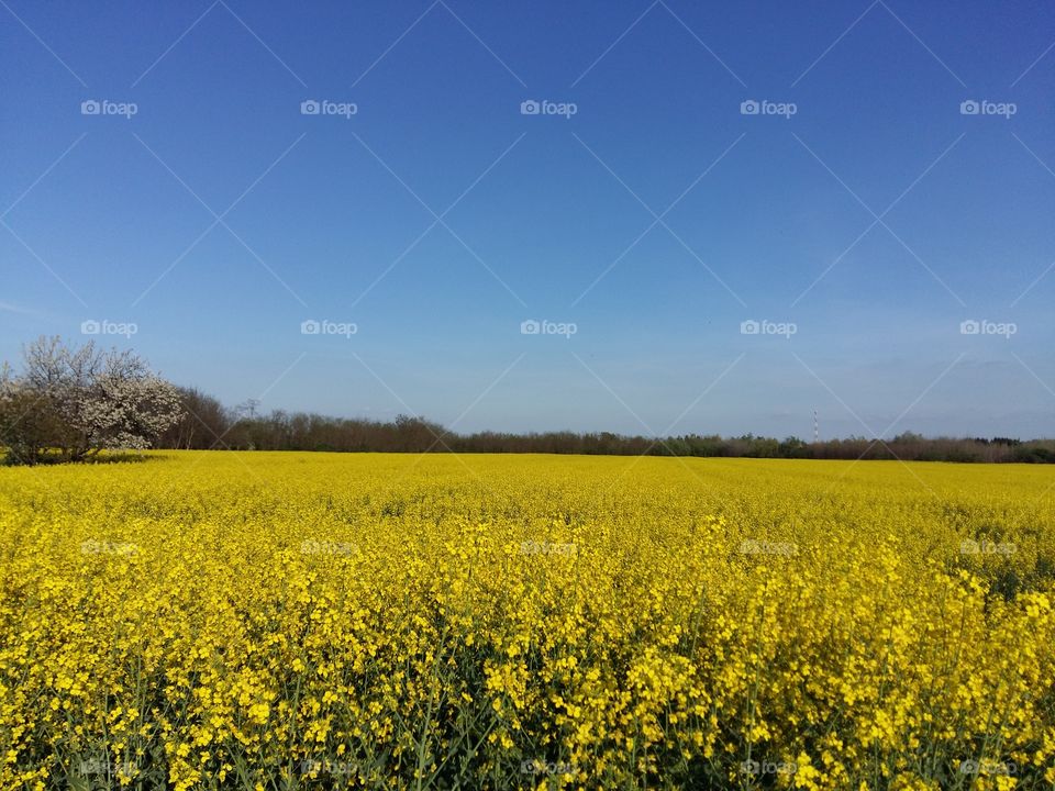 Yellow field