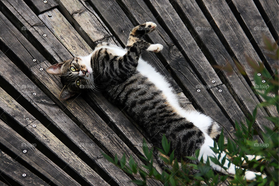 stretching cat. A cat was stretching on a boardwalk in shanghai china.