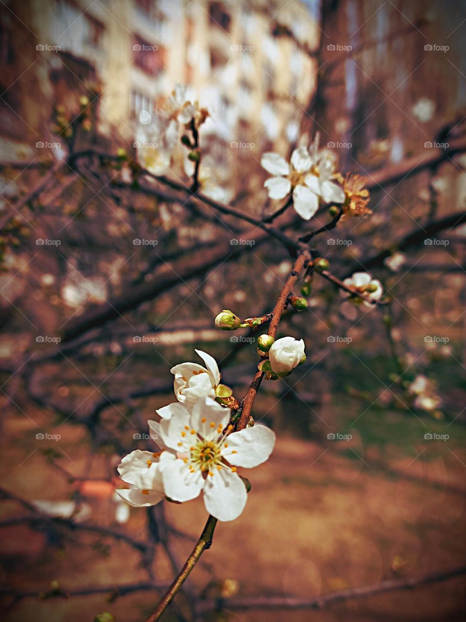 fruit trees are already beginning to bloom in the city parks, the scent of spring is in the air!