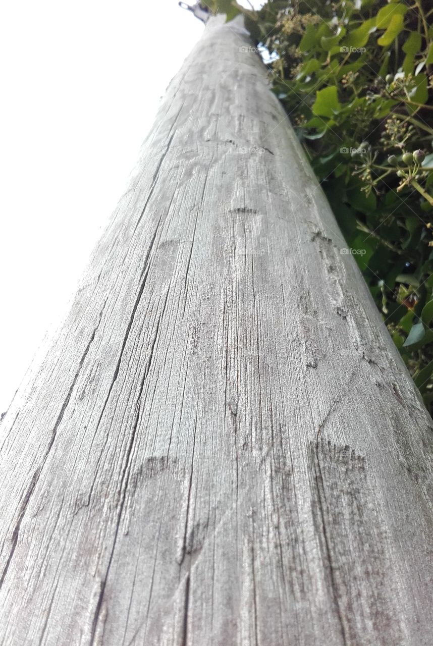 Aged grey timber post with greenery to one side