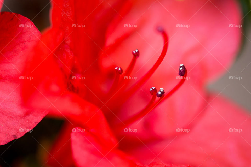 A bright red flower with stems - Closeup image of red flower