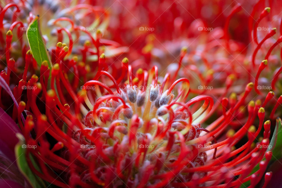 Speldekussings vynbos