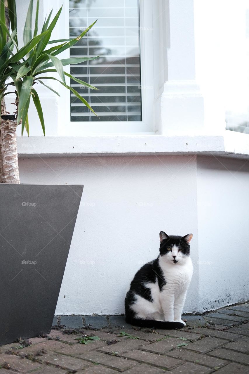 Cat sitting in from of the house 