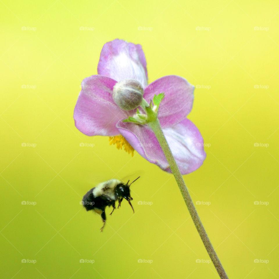 nature flower macro bee by vfritts