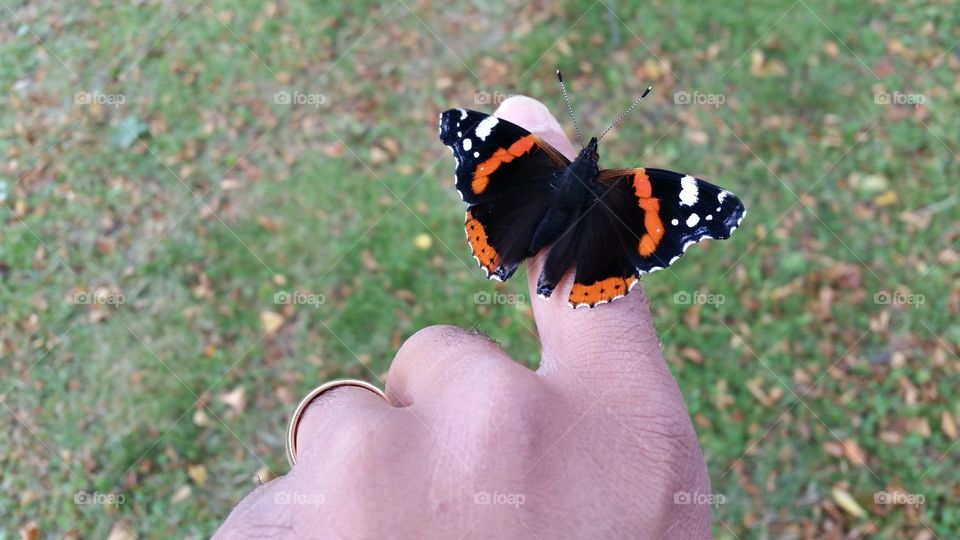 A friendly butterfly!