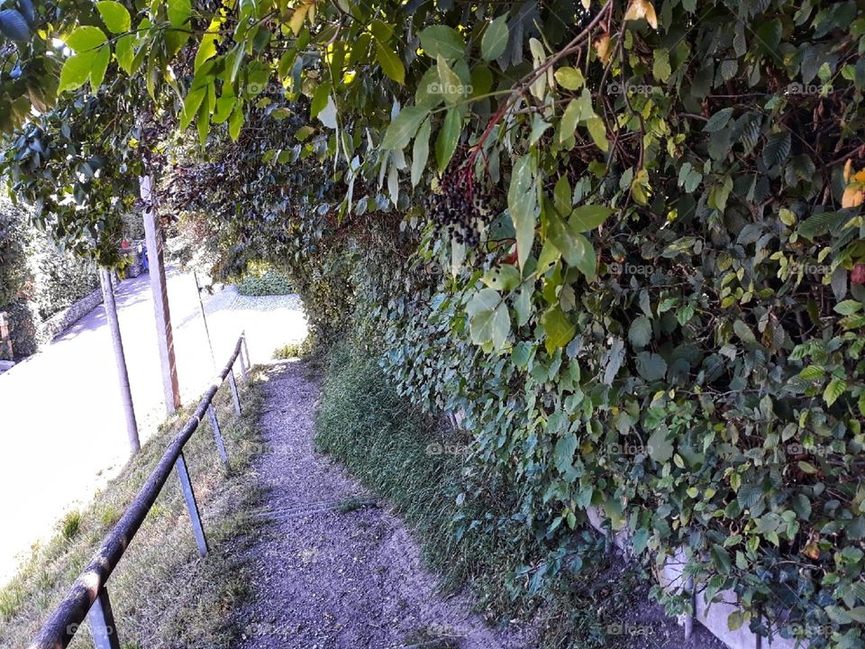 A path filled with leaves