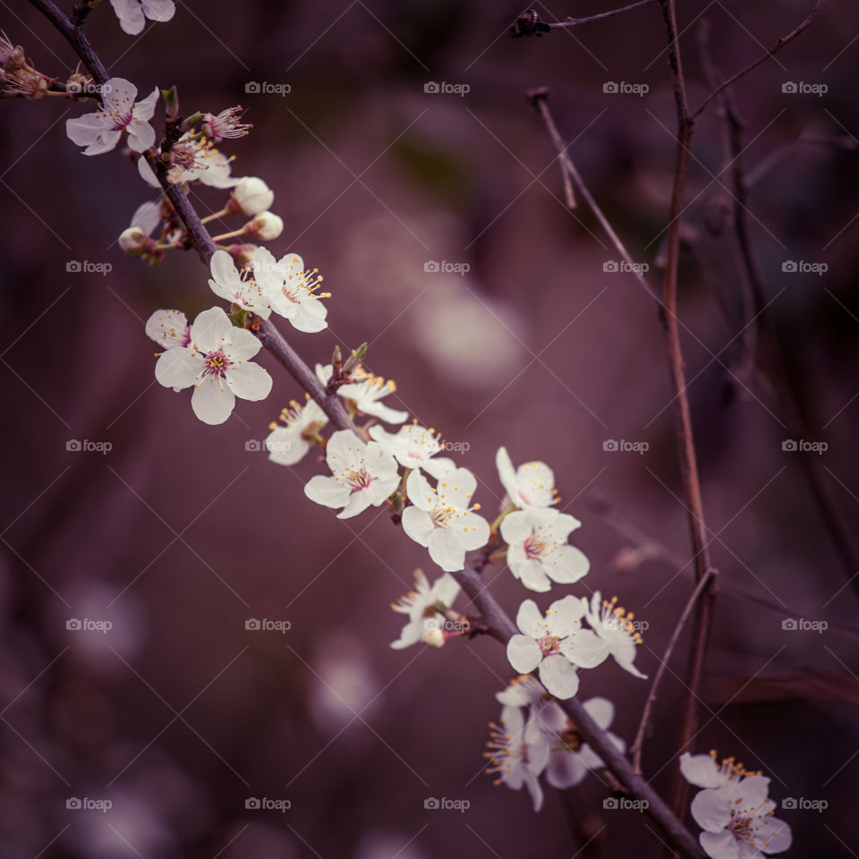 Spring flowers in London