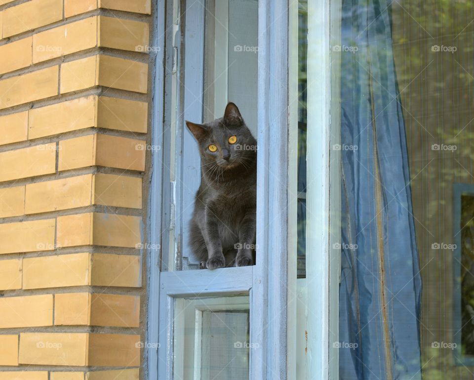 Cat, Pet, Window, Door, Portrait