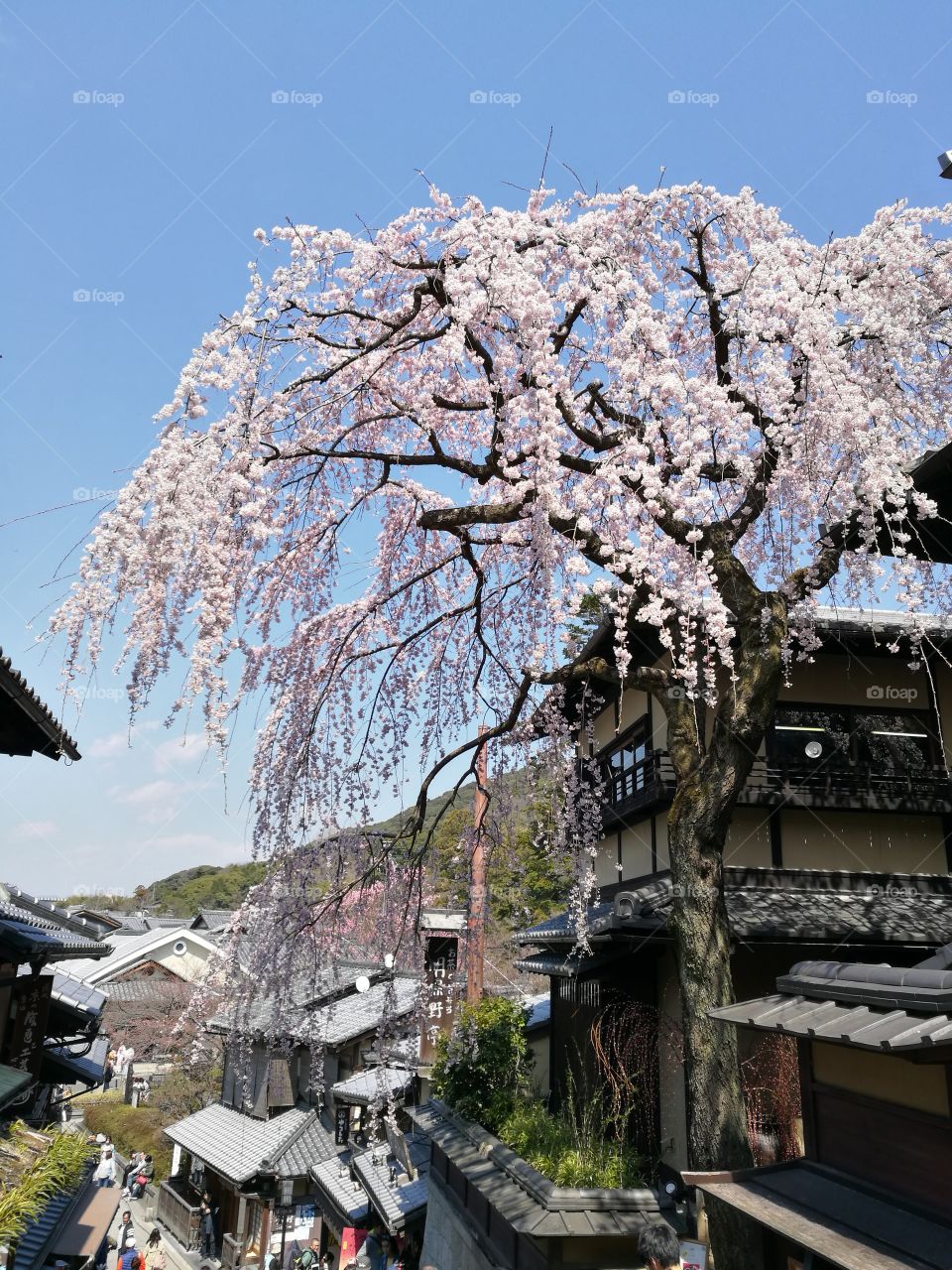 Sakura tree