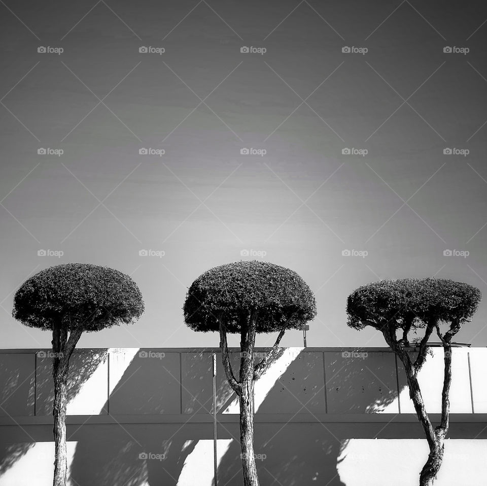 Three trees lined up along a city wall