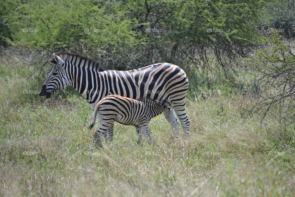 Zebras in Krueger Park