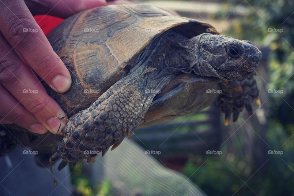 Turtle#pet#garden