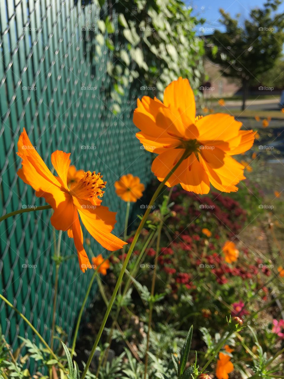 Orange flowers