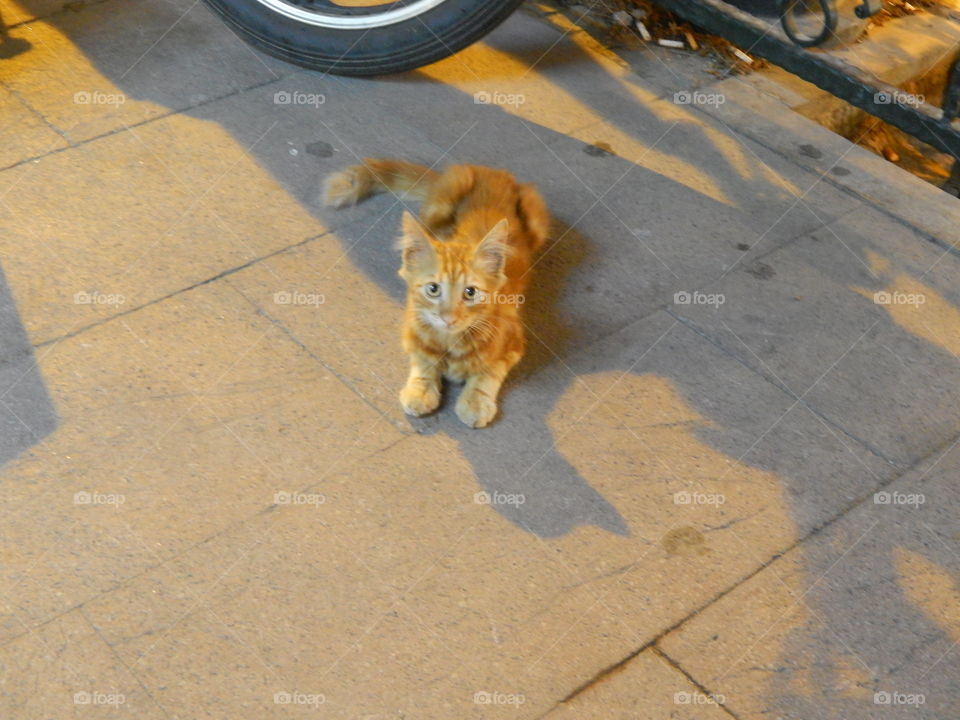 A cat resting in the street in turkey 
