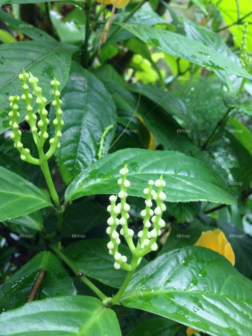 Baby tear drops plant