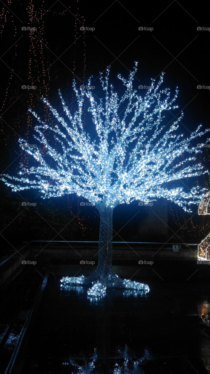 Another type of Christmas Tree.