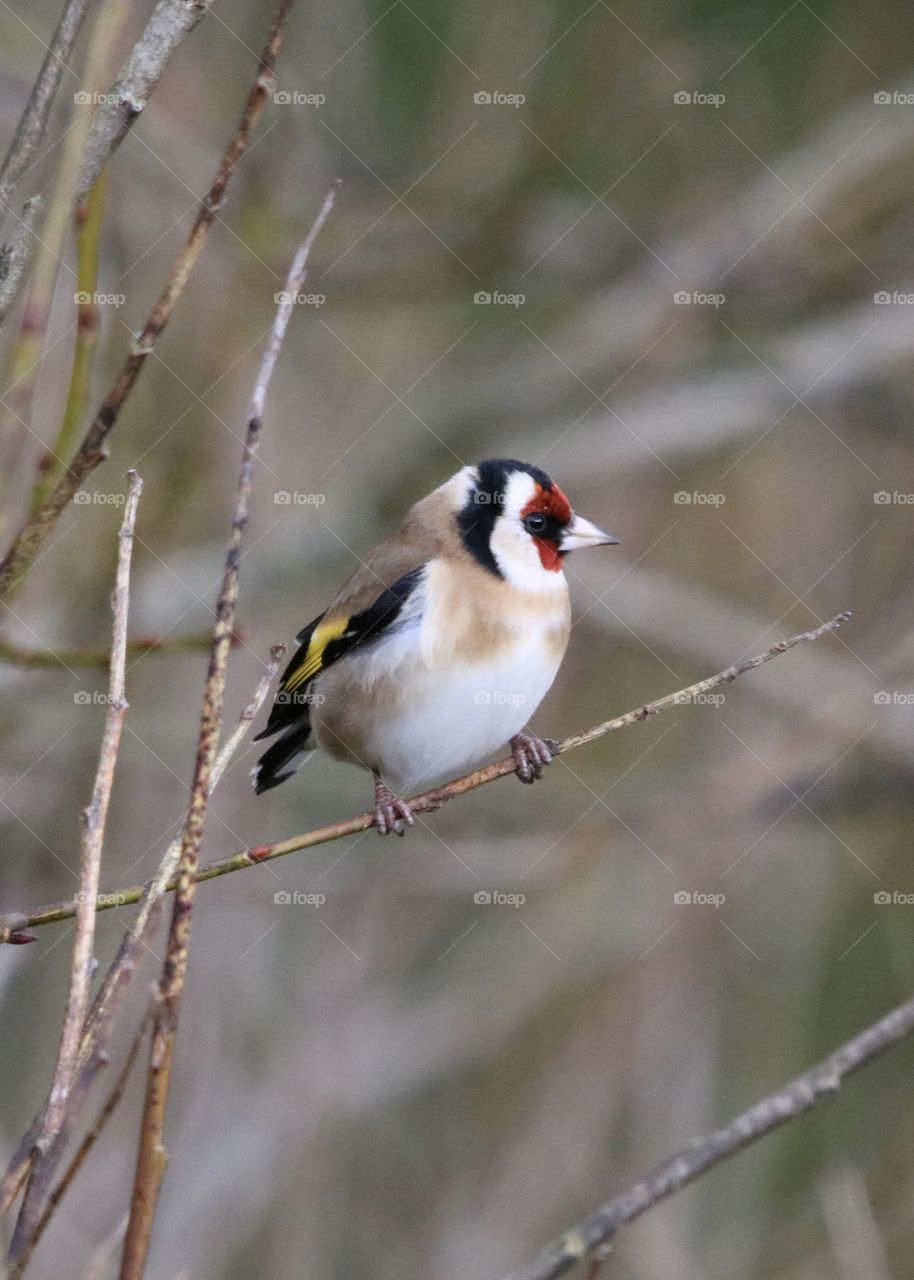 goldfinch