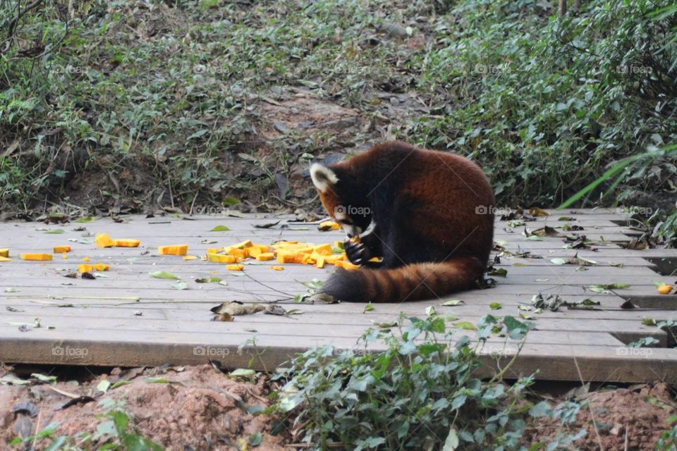 red panda eating. red panda eating at a panda reserve