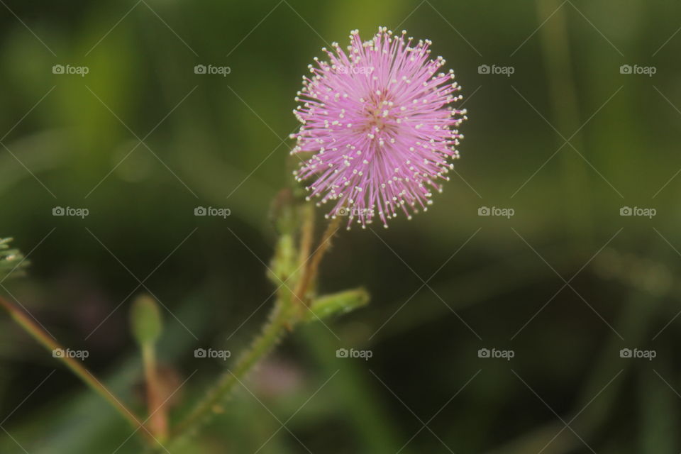 Putri malu atau Mimosa pudica adalah perdupendek anggota suku polong-polongan yang mudah dikenal karena daun-daunnya yang dapat secara cepat menutup/layu dengan sendirinya saat disentuh. Walaupun sejumlah anggota polong-polongan dapat melakukan hal yang sama, putri malu bereaksi lebih cepat daripada jenis lainnya. Kelayuan ini bersifat sementara karena setelah beberapa menit keadaannya akan pulih seperti semula.
