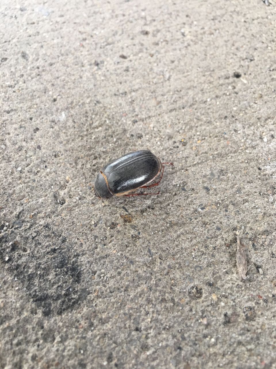 Large June bug. Southpointe, PA.
