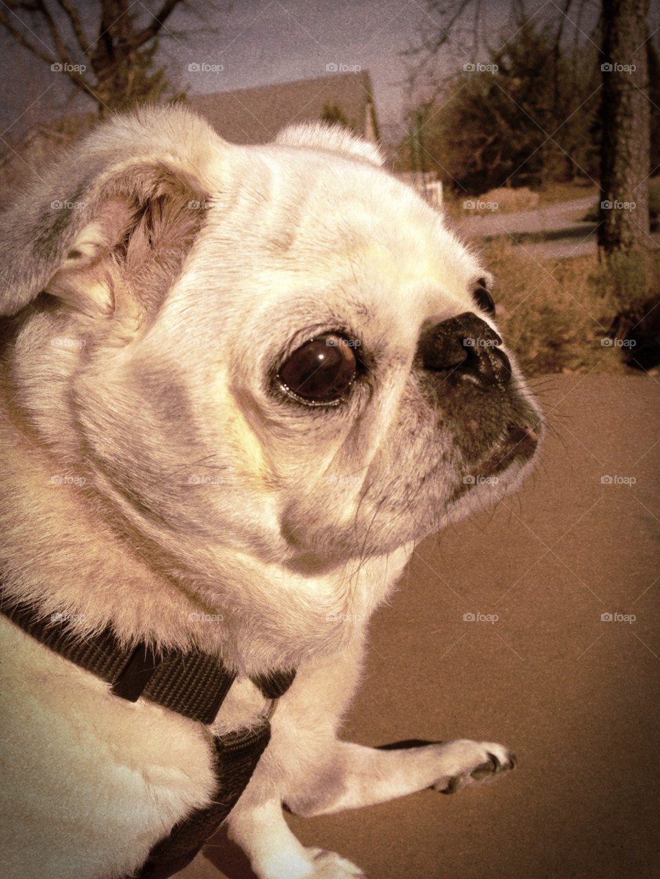 dog paula pug watching from her bench by melody